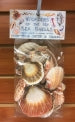 Wonders Of The Sea - Assorted Scallop Shells