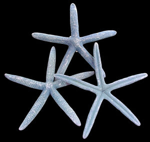 Natural Bluey Starfish - Linckia Laevigata -2 - 3 inches