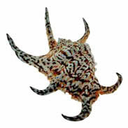 Polished White Chiragra Spider Conch - Lambis Chiragra - 6 - 9 inches