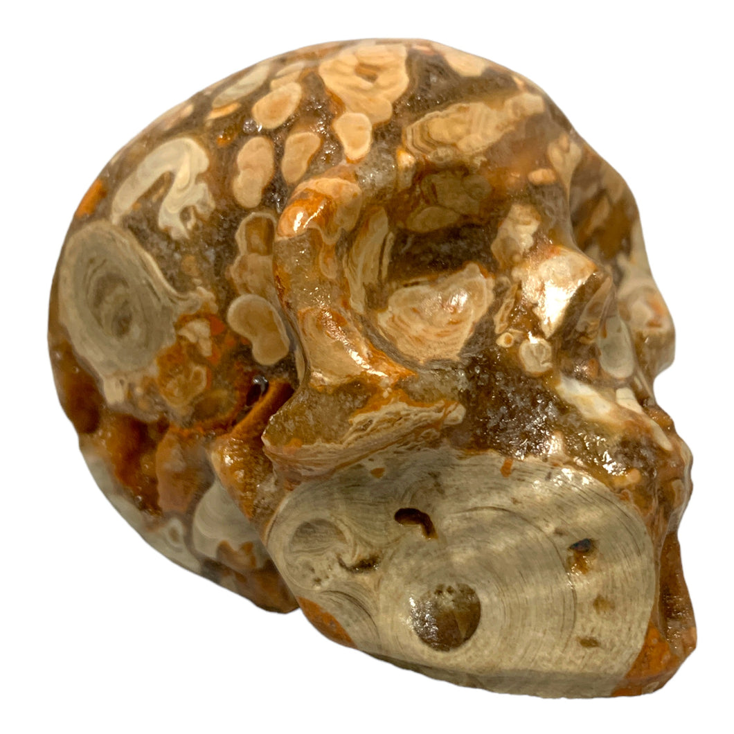 Skull - Medium - Amber Crazy Lace Agate - 60x36x45 mm - China - NEW622