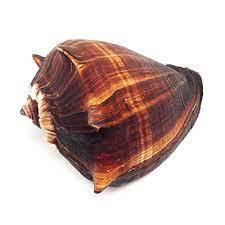 Natural Fiber Conch - Melongena Melongena - 3-4"
