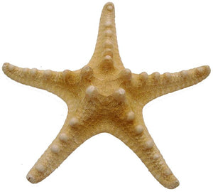 Horned Starfish - 5 to 6 inch - choriaster granulatus - Philippines