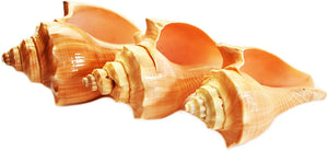 Orange Vole Shell