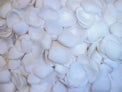 1 KG - White Cay Cay Shells - 0.5 - 1 inch