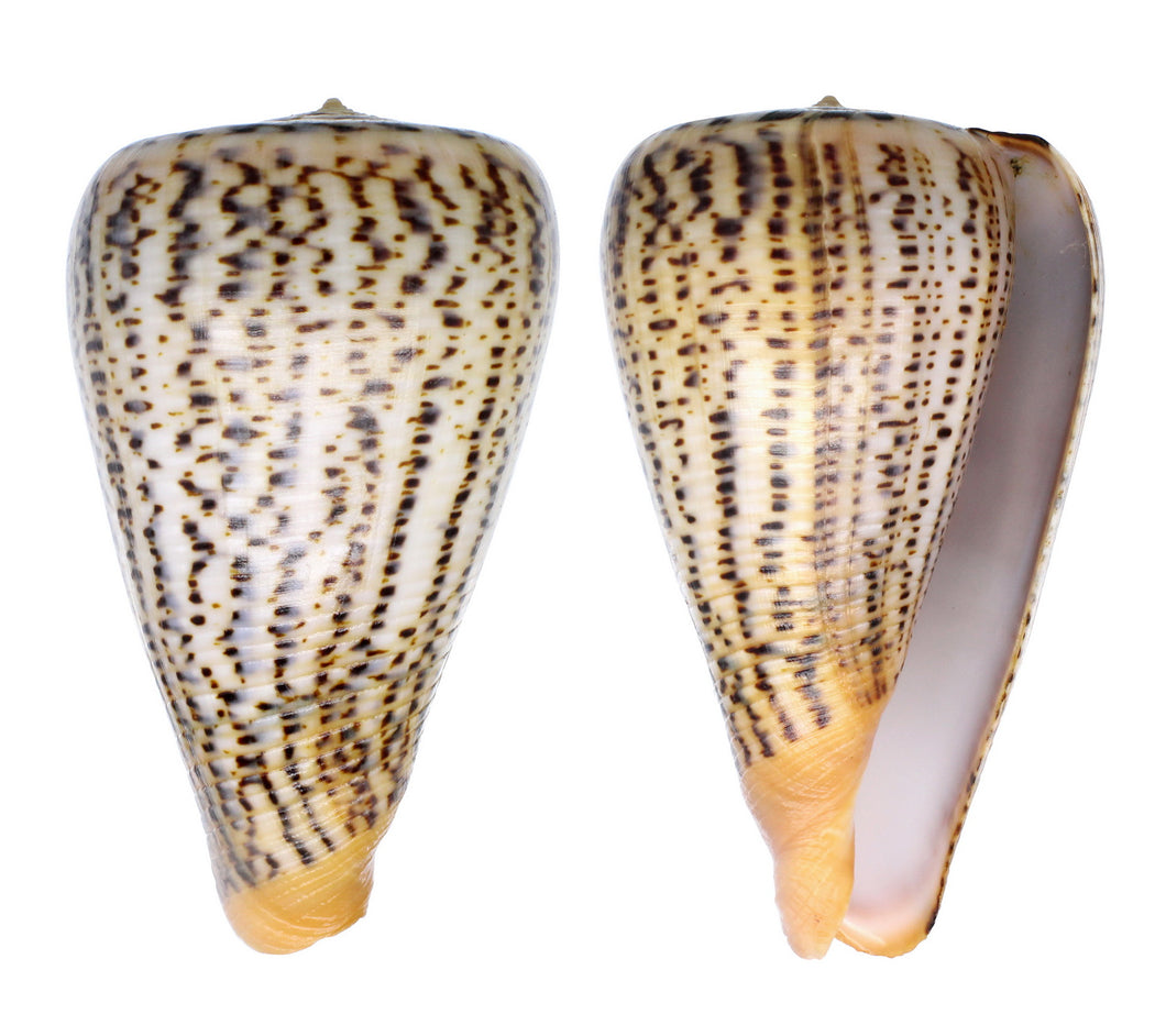 Conus Suratensis Surat Cone Shell 4 - 5 inches - NEW124