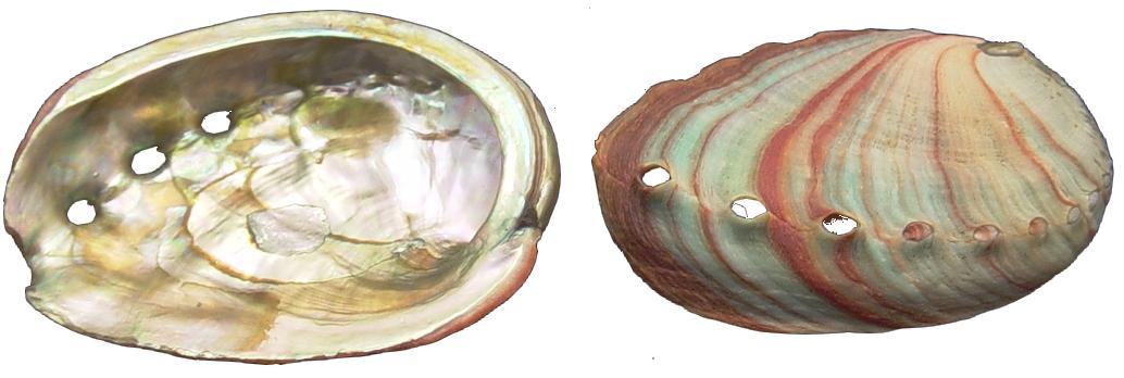 Natural Red Abalone (Haliotis Rufescens) - 3.5 inch + Mexico