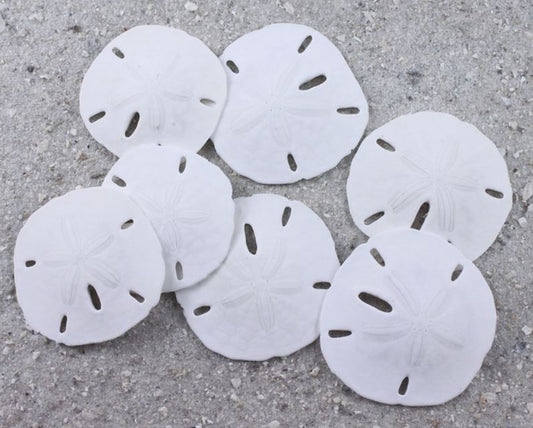 Florida Sand Dollars - 1.5 - 2 inches - Jar of 50