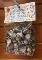 Wonders Of The Sea - Violet Cay Cay Shells - 1 inch