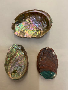Local Abalone Shell - 2.36+ inch - 6-8cm - (Packed 100 per bag) - China - All Natural
