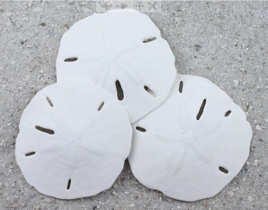 Florida Keyhole Sanddollar -
MELLITA QUINQUIESPERFORATA - 2.5 - 3 inches - USA