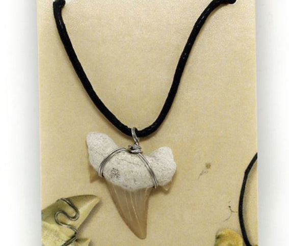 Fossil Shark Tooth Pendant with Necklace in Case
