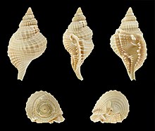 1 KG - Distorsio Reticulata - 1.5 inches – HermitCrabShells.ca