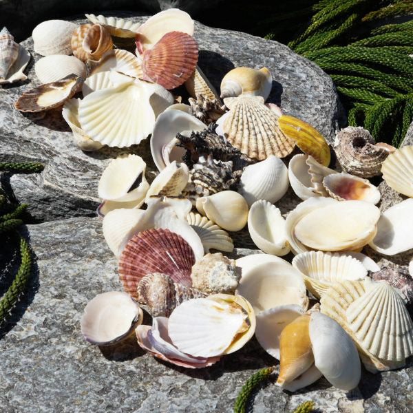 2 KG - Bag Of Assorted Shells - 2 - 3 inches  - Philippines