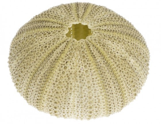 Green Sea Urchins - Strongylocentrotus Droebachiensis - 1.75 - 2.25 inches (Minimum 12)