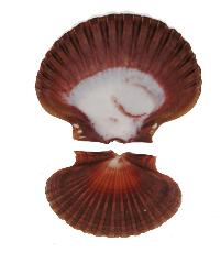 Mexican Flat Scallops - 3.25 inches
