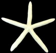 White (Bluey) Starfish - Linckia Laevigata - 5 - 6 inches - Philippines