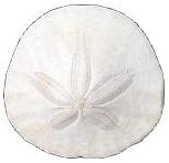 Sand Dollar (1.5 inch) with Postcard - Natural imperfections and wearing - Packaged in Canada