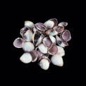 1 KG - Violet Cay Cay Shells - 1 inch - Cebu Davao