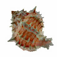 Pink Murex Shell - 1.5 - 2.5 inches
