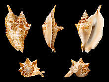 PK/12 - Rooster Tail Conch - 3 - 4 inches