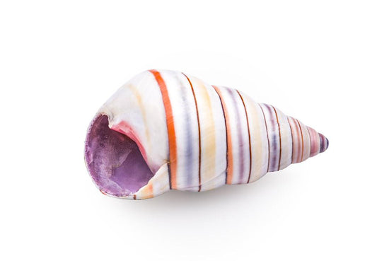 Candy Striped Hermit Crab Shells - Liguus virgineus