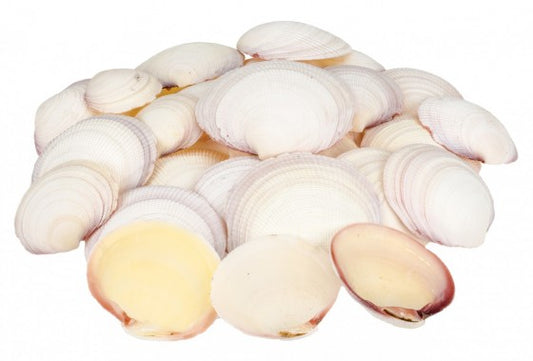 1 KG - Codiakia Tigrigna Halves - 2.5 - 3 inches