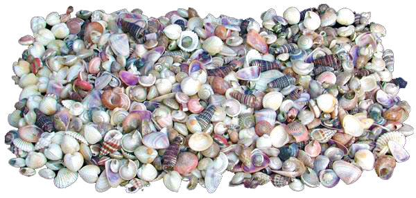 1 KG - Assorted Seashell Mix - 0.5 - 1 inch - Mixed in house may vary - Philippines