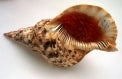 Triton's Trumper Shells - 16 - 18 inches