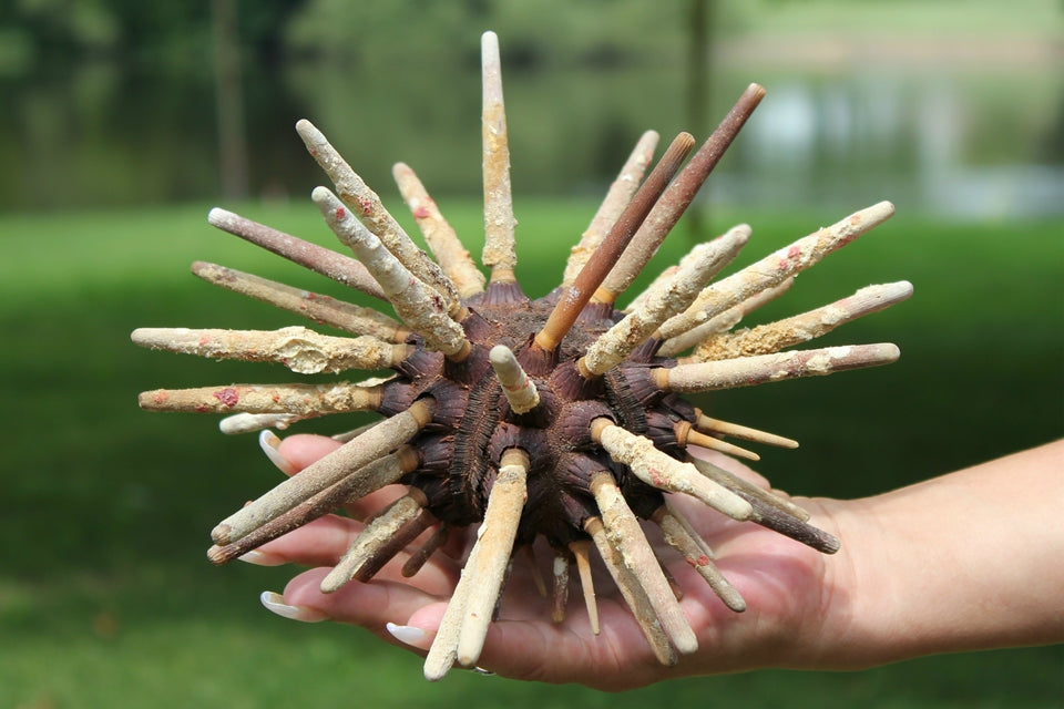 Pencil Slate Sea Urchins - 7 - 8 Inches - Thailand