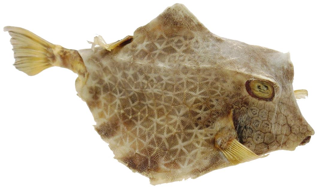 Cow Fish - 3 - 4 inches – HermitCrabShells.ca