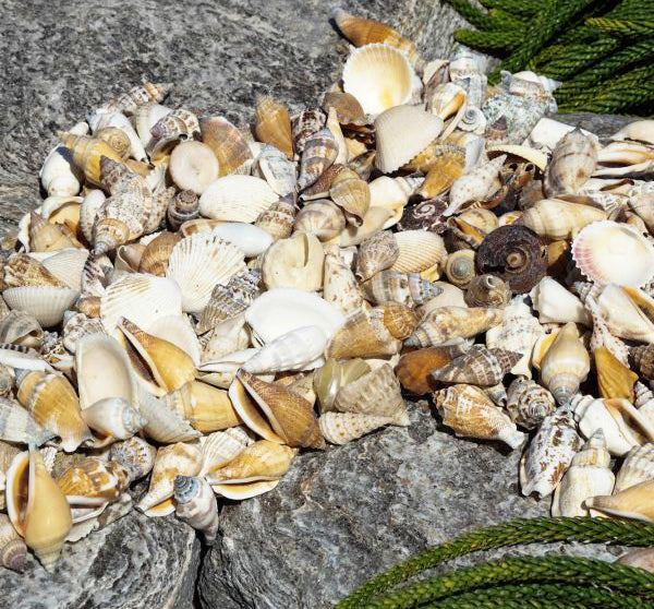 1 KG - Assorted  Seashell Mix - 1 - 2 inches  - Philippines