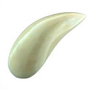 Polished Pearl Mussel Pairs - 5 inches - PERNA VARIDIS - Thailand