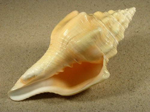 Chank Shells - Turbinella Angulata - 7 inch + West Indies