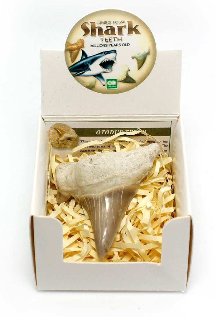 Fossil Shark Tooth 2 inch in Box