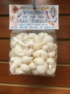 Wonders Of The Sea - White Moon Shells - 1 inch