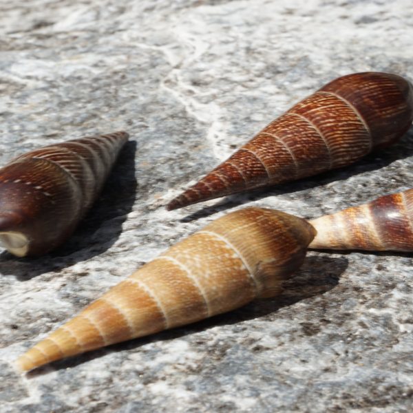 1 KG - Brown Terebra - Faunus Ater - Lava Snails -  Black devil snail - 2 inches -Thailand