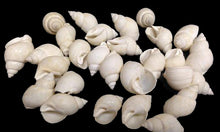 Load image into Gallery viewer, Babylonia Zeylandica Shell (White)
