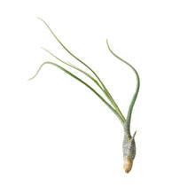 Load image into Gallery viewer, Butzii Tillandsia Air Plant
