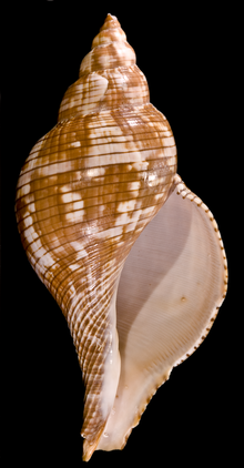 Fasciolaria Hunteria - Tulip Shell