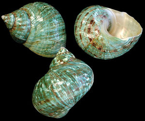 Giant Polished Green Jade Turbo