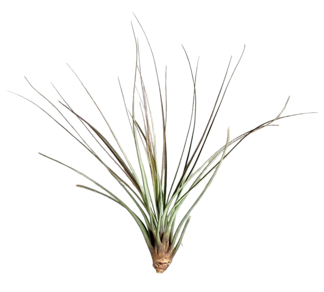 Juncifolia Tillandsia