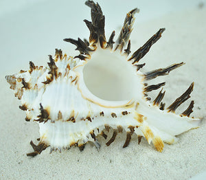 Murex Endiva Hermit Crab Shell - Hexaplex cichoreum