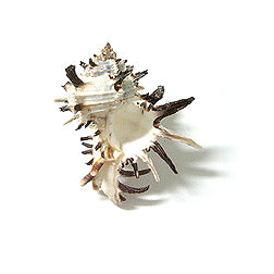 Murex Endiva Hermit Crab Shell - Hexaplex cichoreum