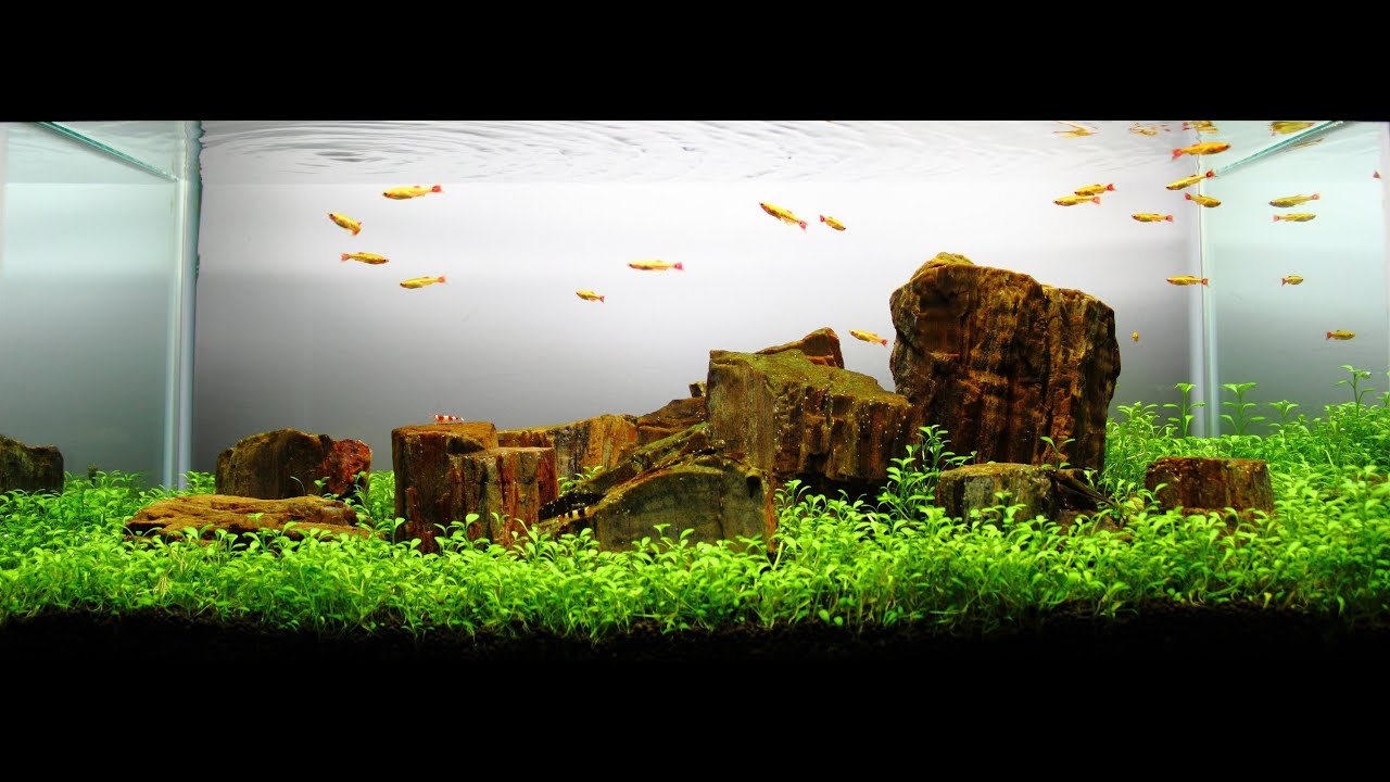 Petrified Wood Stone