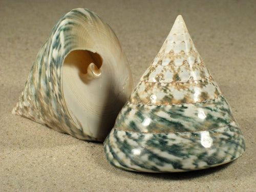 Tectus Pyramis (Troca)