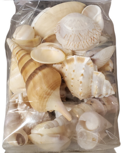 Indian Mixed Shells: 1-3" inches (250g bag)