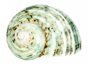 Polished Green Turbo - Turbo Setosus