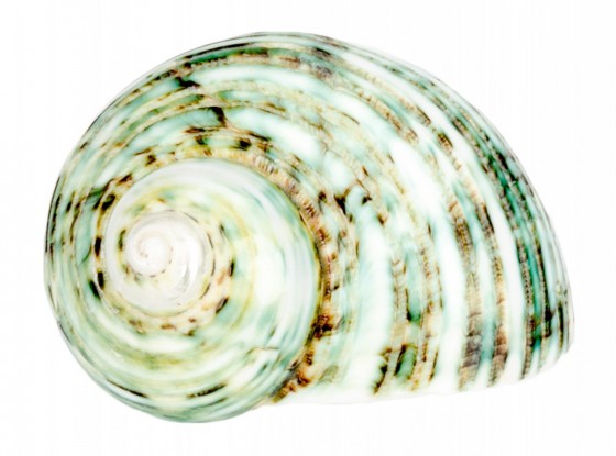Polished Green Turbo - Turbo Setosus