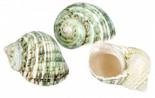 Load image into Gallery viewer, Polished Green Turbo - Turbo Setosus
