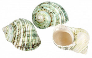 Polished Green Turbo - Turbo Setosus